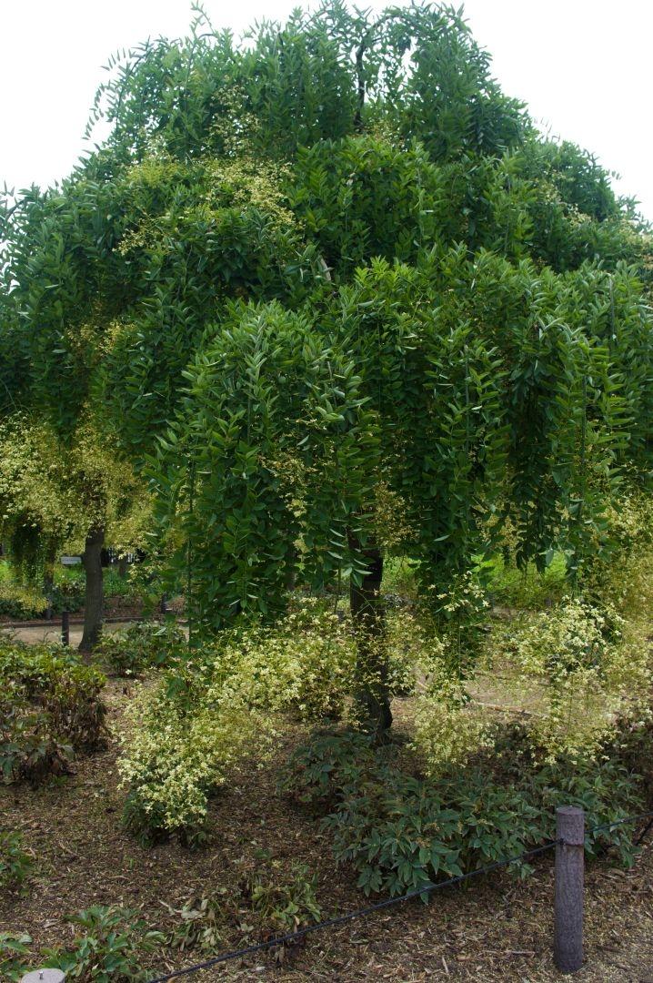 Sophora japonica 'Pendula'