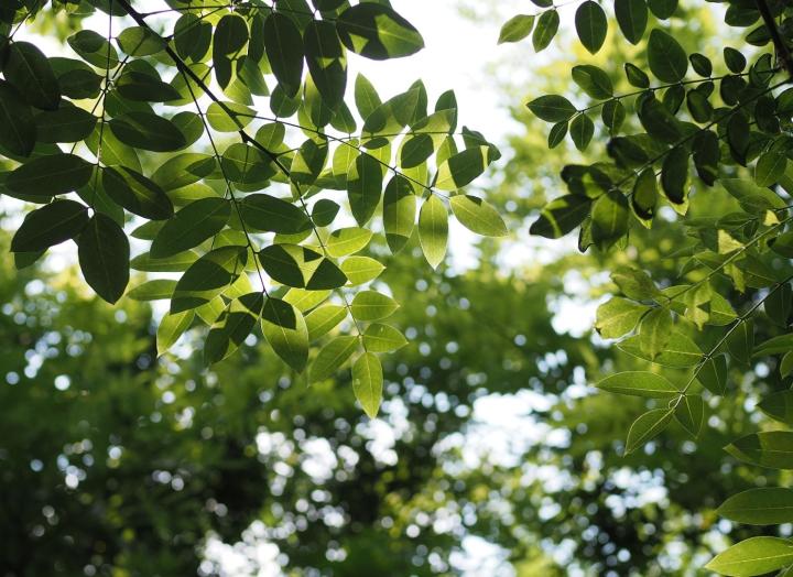 Sophora japonica 'Regent'