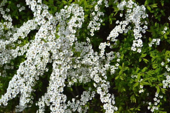 Spiraea arguta