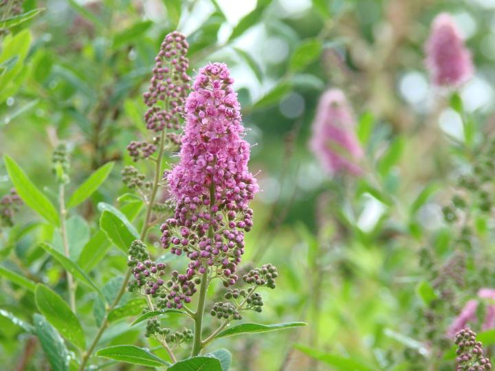 Spiraea billardii
