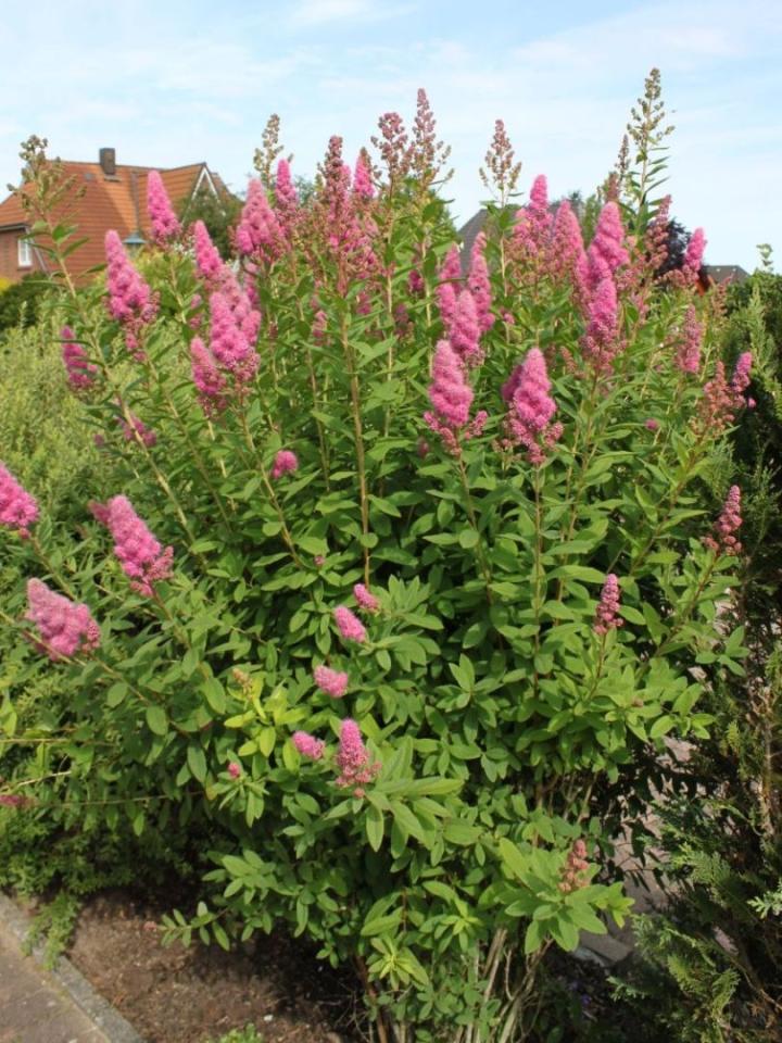 Spiraea billardii