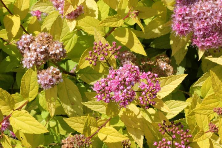 Spiraea japonica 'Goldflame'