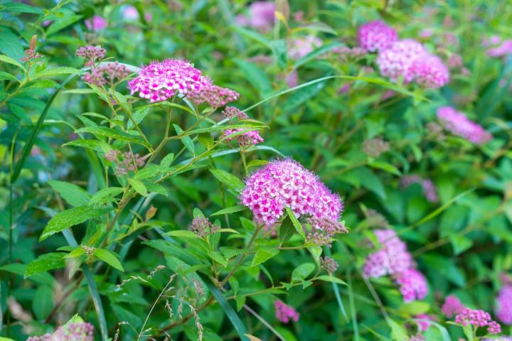Spiraea japonica 'Little Princess'