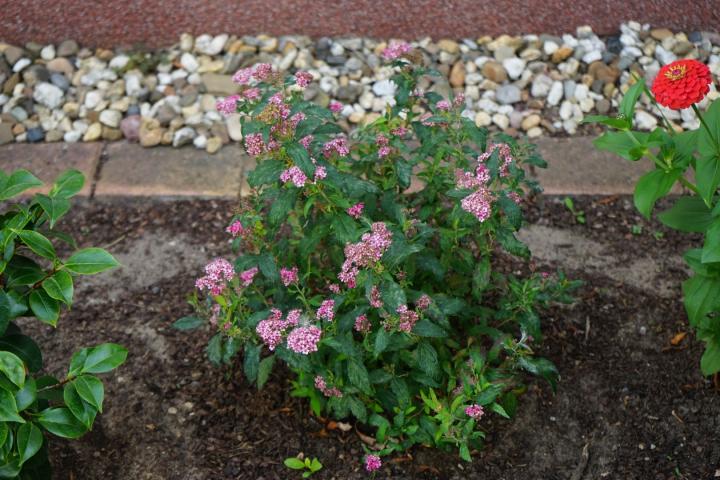 Spiraea japonica 'Little Princess'