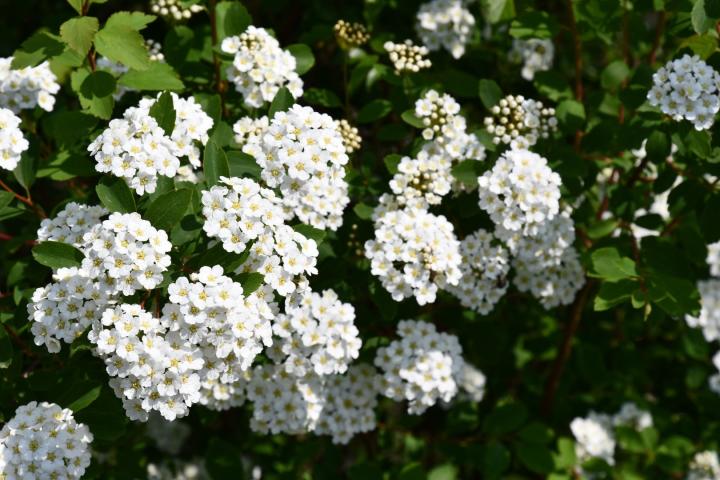 Spiraea vanhouttei
