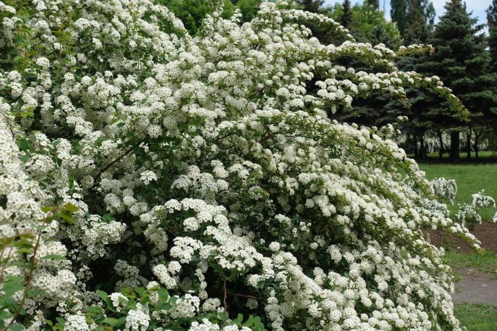 Spiraea vanhouttei