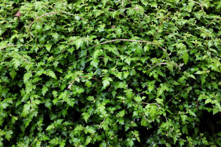 Stephanandra inc. 'Crispa'