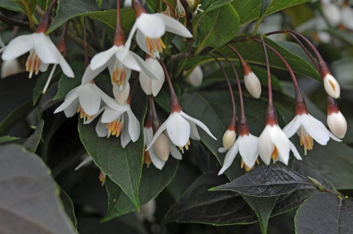 Styrax japonica 'Evening Light'