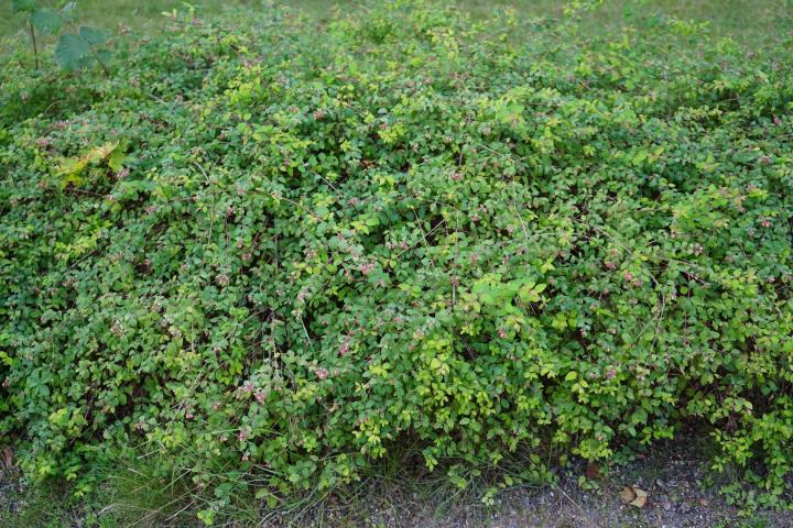 Symphoricarpos chenault. 'Hancock'
