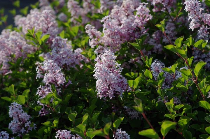 Syringa meyeri 'Palibin'
