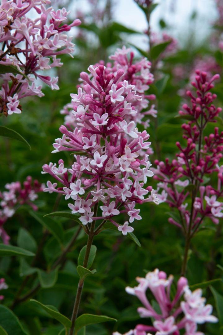Syringa microphylla 'Superba'