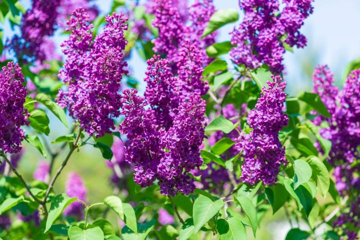 Syringa vulg. 'And. an Ludwig Spat'