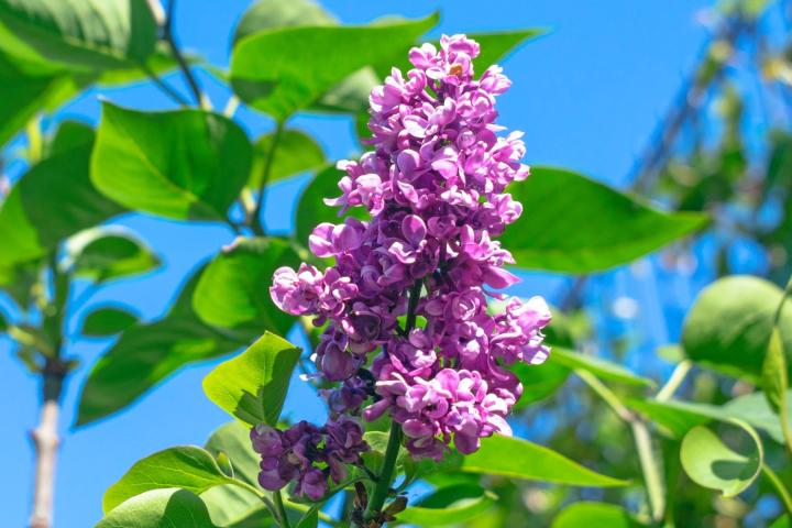 Syringa vulg. 'Charles Joly'