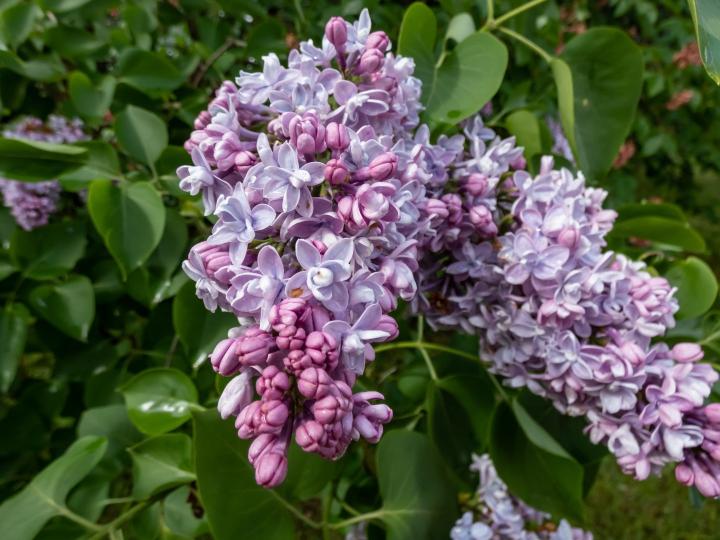 Syringa vulg. 'Katherine Havemeyer'