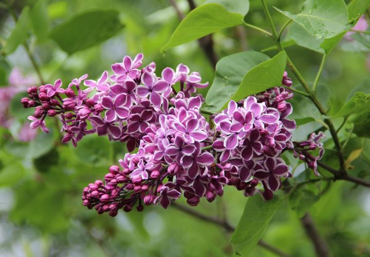 Syringa vulg. 'Sensation'