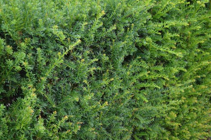 Taxus baccata
