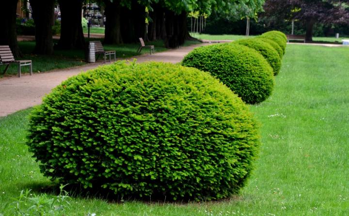 Taxus baccata bol