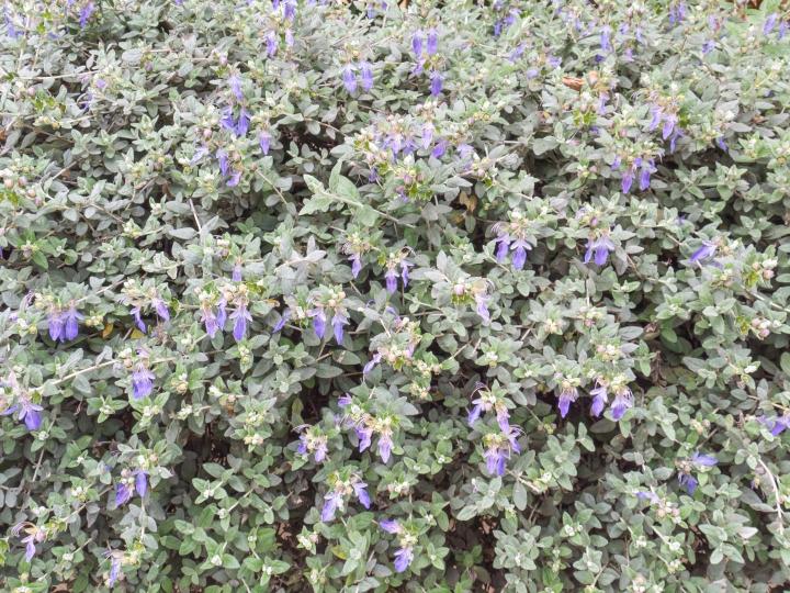 Teucrium fruticans