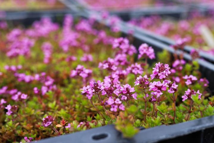 Thymus praecox 'Coccineus'