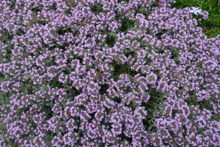 Thymus praecox 'Pseudolanuginosus'