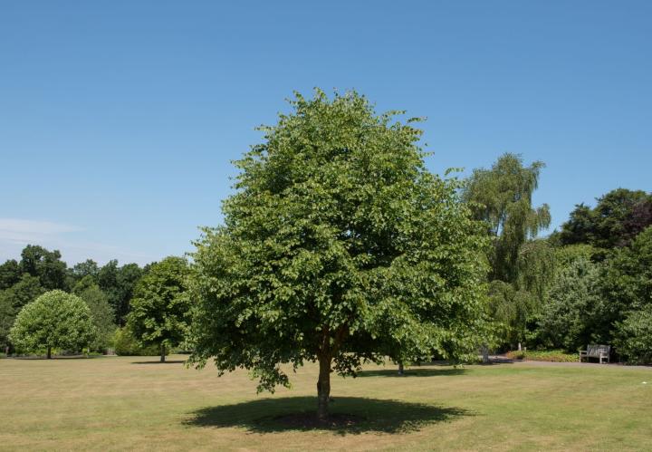 Tilia cordata