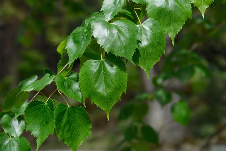 Tilia mongolica