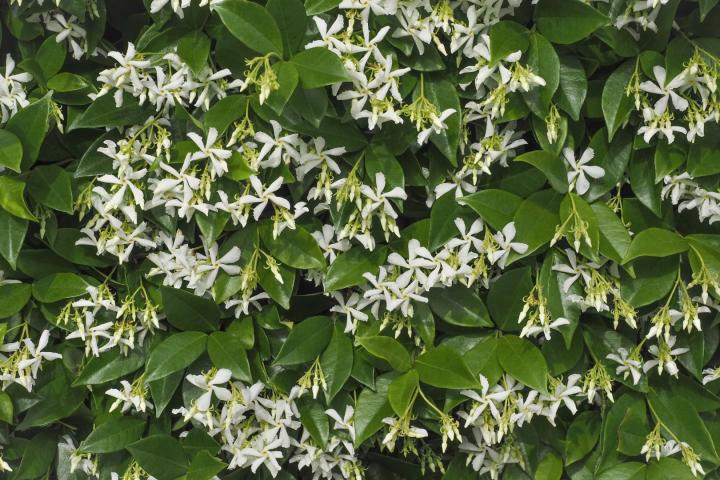 Trachelospermum jasminoides