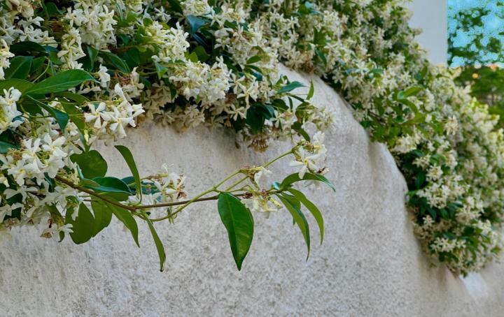 Trachelospermum jasminoides