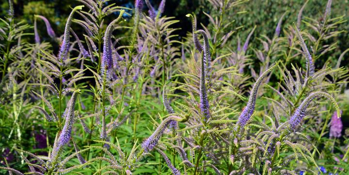 Veronicastrum virg. 'Lavendelturm'