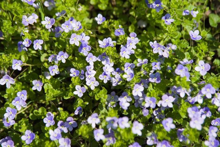 Veronica repens
