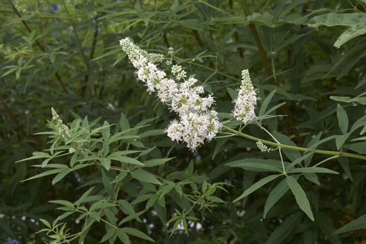 Vitex agnus-castus 'Albus'
