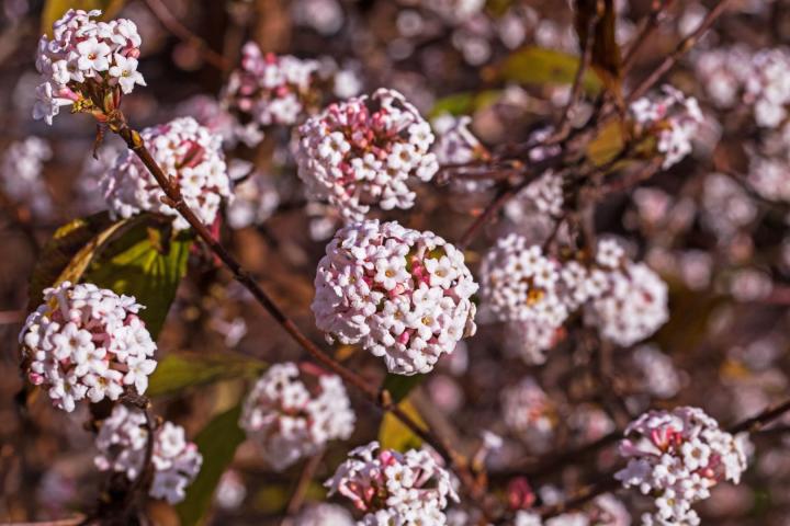 Viburnum bodn. 'Charles Lamont'