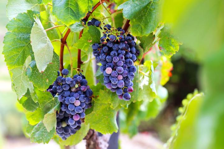 Vitis vinifera 'Boskoop Glory'