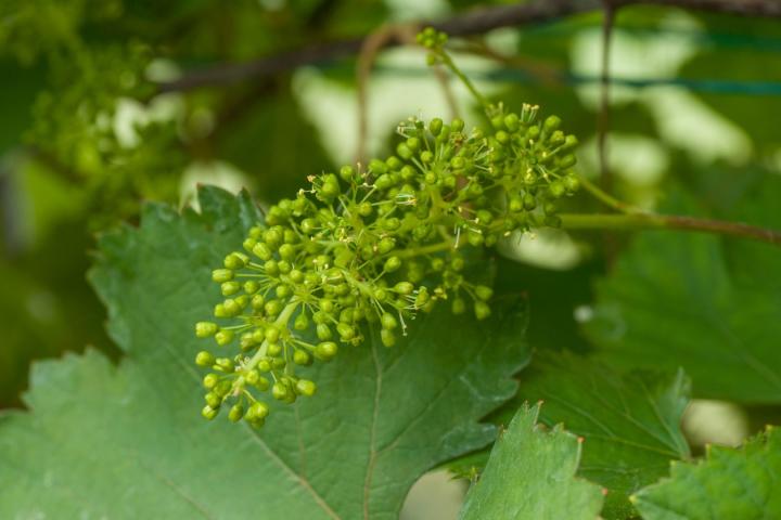 Vitis vinifera 'Boskoop Glory'