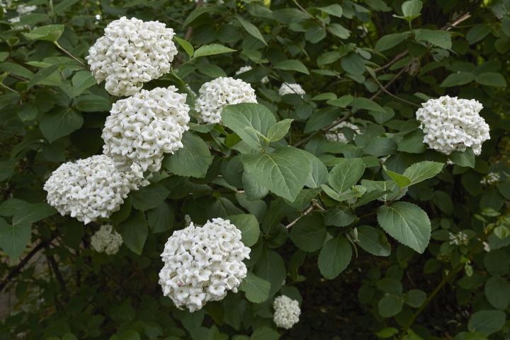 Viburnum carlcephalum