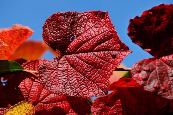Vitis coignetiae