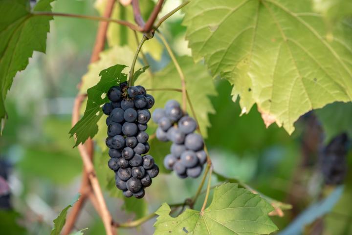 Vitis coignetiae