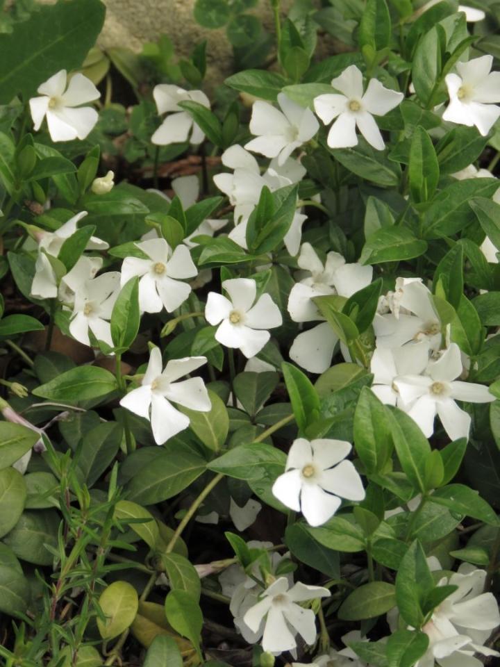 Vinca minor 'Alba'