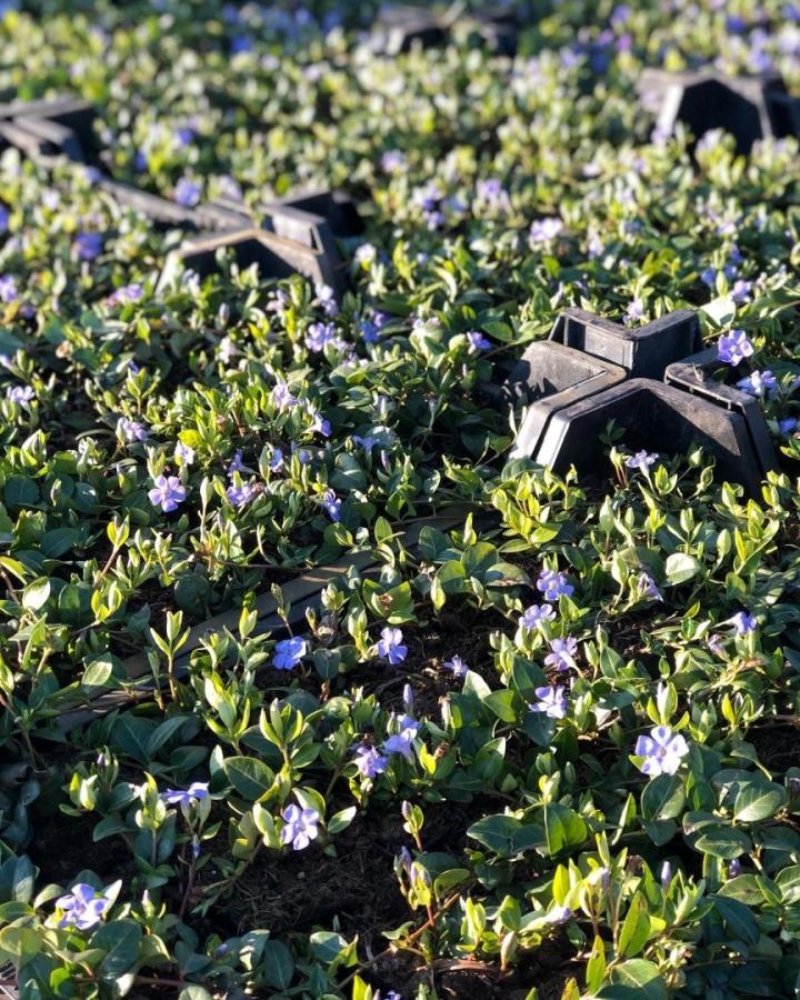 Vinca minor