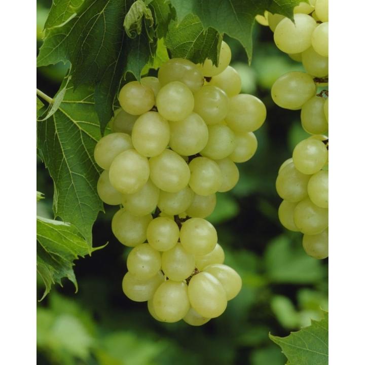 Vitis 'Muscat of Alexandria'
