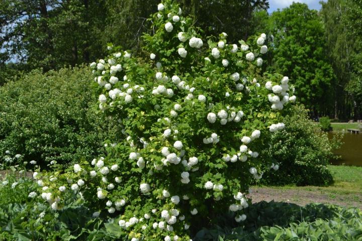 Viburnum opulus