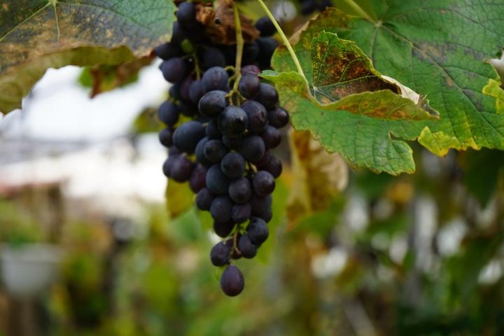 Vitis vinifera 'Regent'