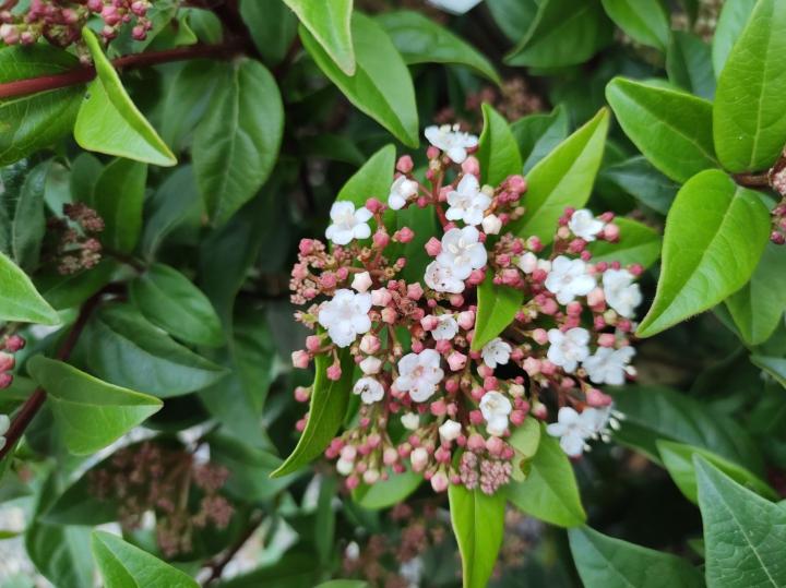Viburnum tinus