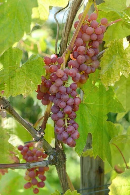 Vitis vinifera 'Vanessa'