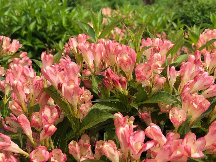 Weigela florida 'All Summer Peach'