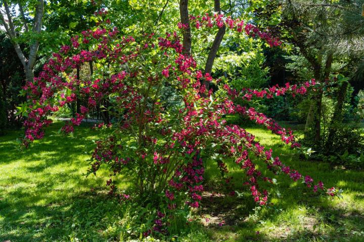 Weigela 'Bristol Ruby'