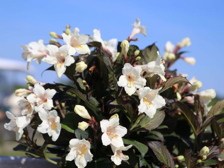 Weigela florida 'Ebony and Ivory'