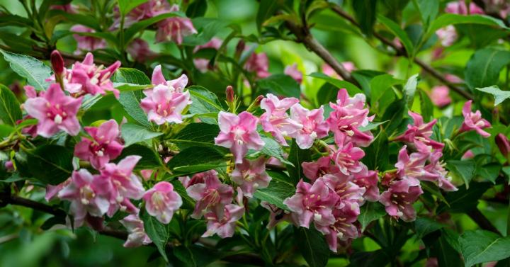 Weigela 'Rosea'