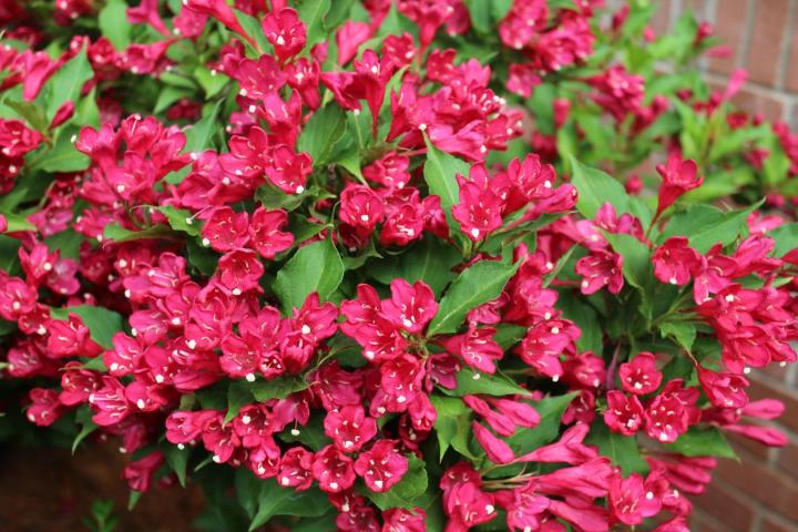 Weigela 'Red Prince'