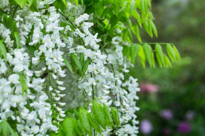 Wisteria sinensis 'Alba'
